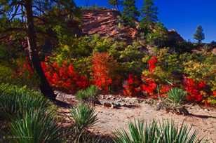 Zion Fall Color-3878.jpg